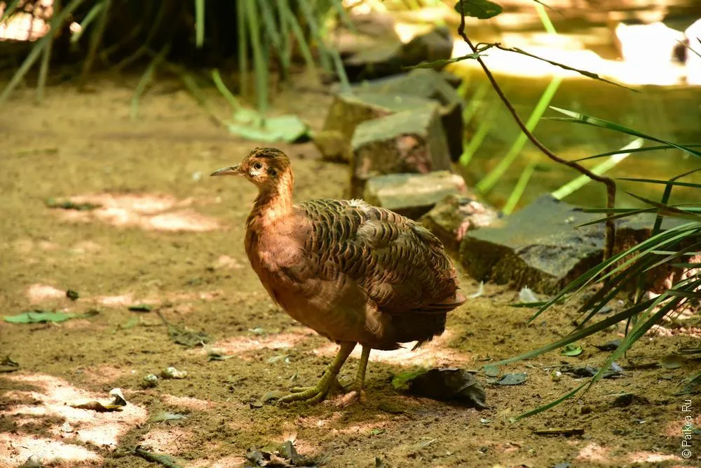 парк птиц бразилия (parque das aves) 5