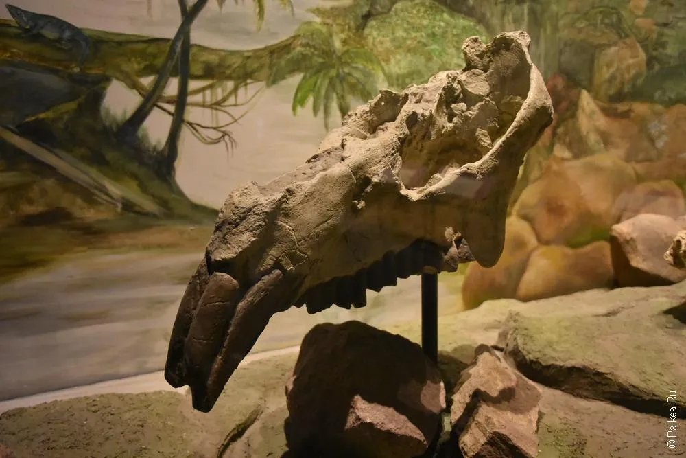 Museo Paleontologico Egidio Feruglio (MEF) 20