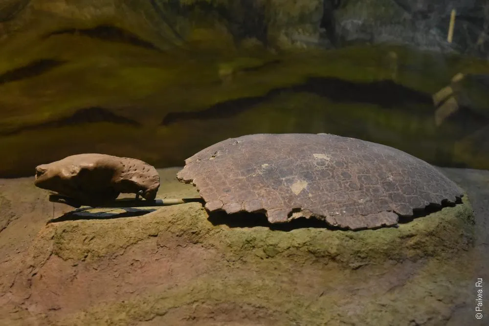 Museo Paleontologico Egidio Feruglio (MEF) 18