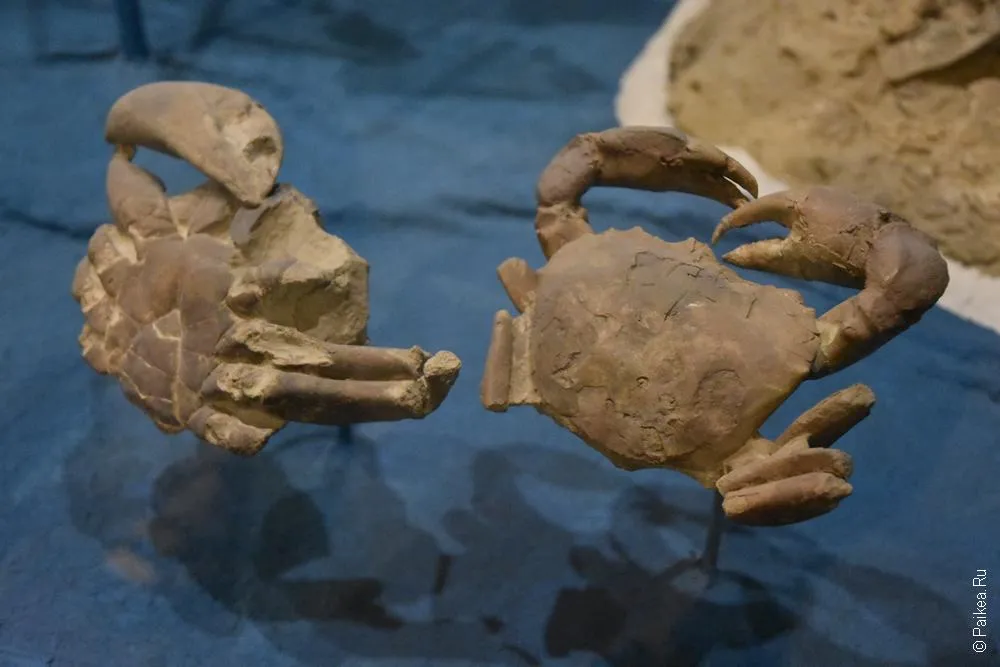 Museo Paleontologico Egidio Feruglio (MEF) 17