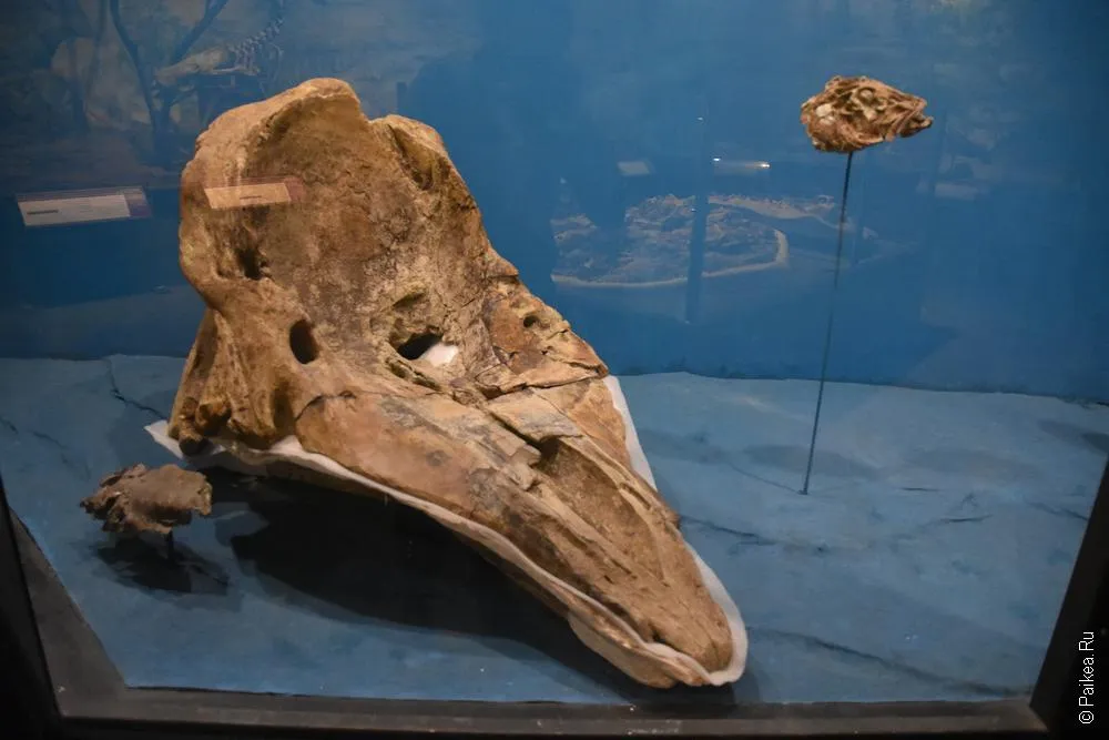 Museo Paleontologico Egidio Feruglio (MEF) 16