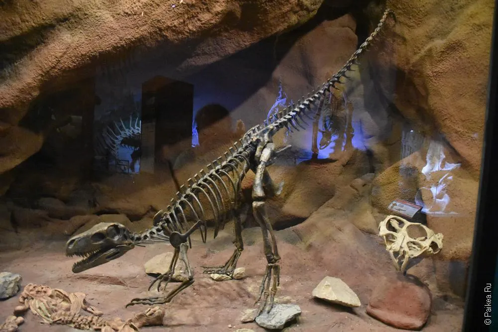 Museo Paleontologico Egidio Feruglio (MEF) 13