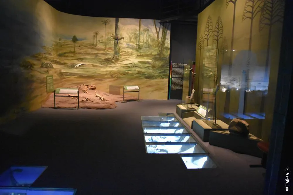 Museo Paleontologico Egidio Feruglio (MEF) 4