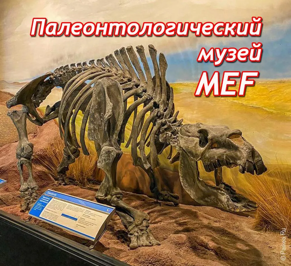 Палеонтологический музей Эхидио Феруглио (MEF)